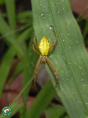 Argiope