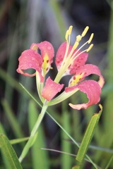Lilium catesbaei image
