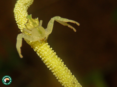 Epicadus trituberculatus