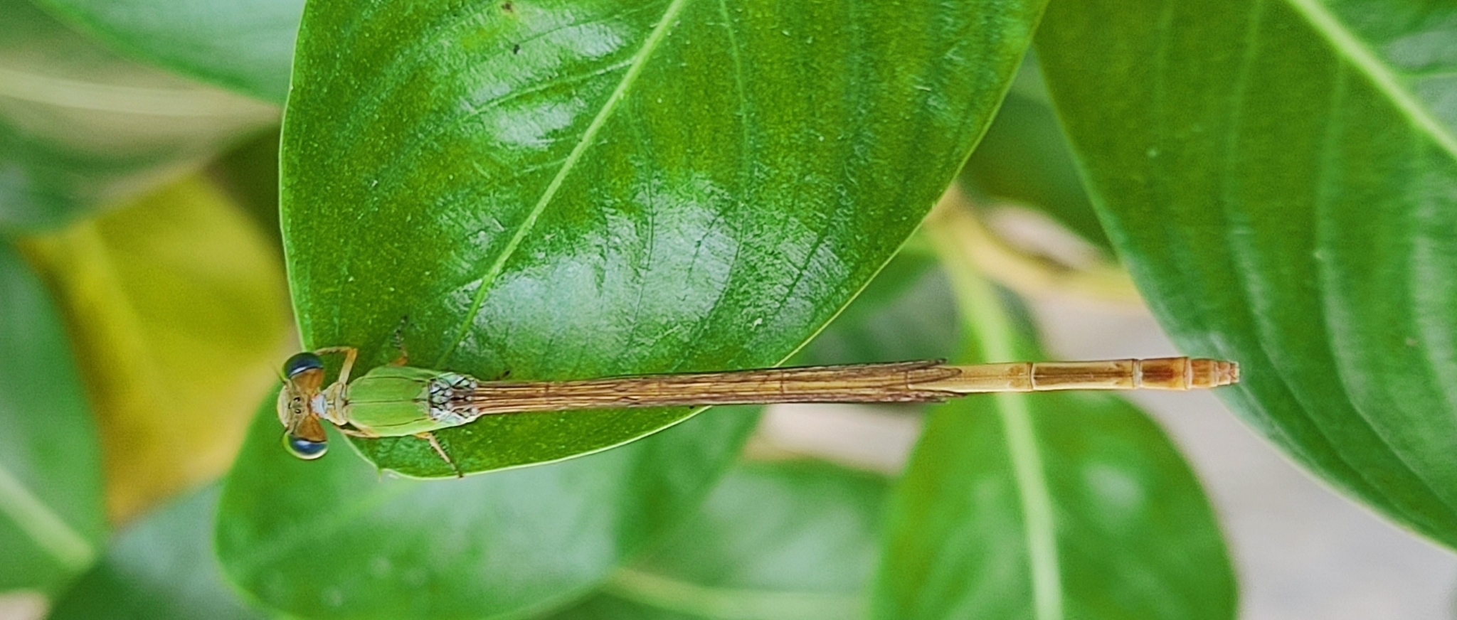 Coromandel Marsh Dart