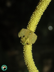 Epicadus trituberculatus