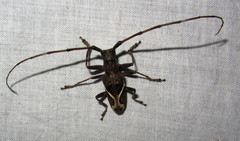 Paraleprodera stephanus fasciata