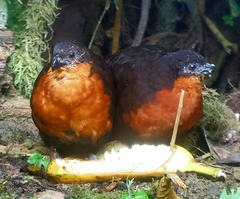 Dark-Backed Wood-Quail photo 2