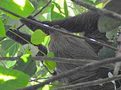 Choloepus didactylus