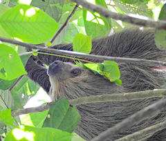 Choloepus didactylus