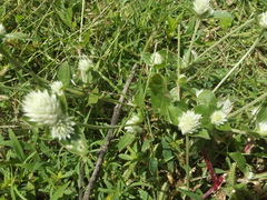 Gomphrena nitida