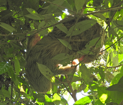 Choloepus didactylus