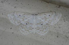 Idaea obfusaria