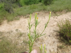 Tagetes filifolia