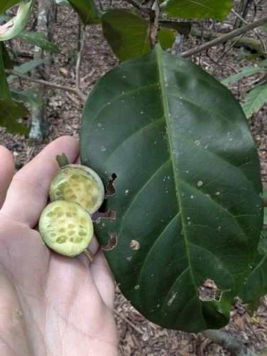 Atractocarpus sessilis, photograph 4