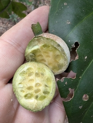 Atractocarpus sessilis, photograph (c) Daniel Montesinos, some rights reserved (CC BY)
