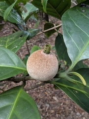 Atractocarpus sessilis, photograph (c) Daniel Montesinos, some rights reserved (CC BY)