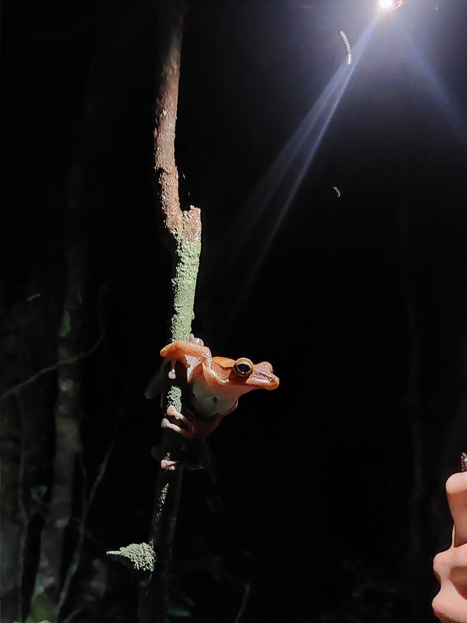 Big-Headed Whipping Frog