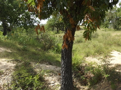 Quercus albocincta