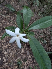 (c) Daniel Montesinos, some rights reserved (CC BY) Gardenia actinocarpa, photograph (c) Daniel Montesinos, some rights reserved (CC BY)