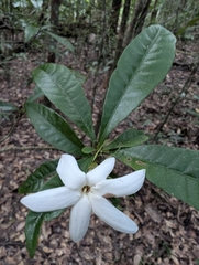 Gardenia actinocarpa, photograph (c) Daniel Montesinos, some rights reserved (CC BY)