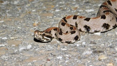 Sistrurus miliarius streckeri