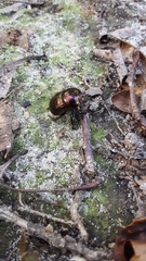 Geotrupes splendidus