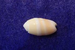 Oliva carneola