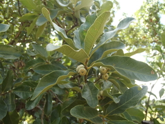 Quercus tuberculata