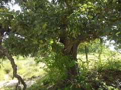 Quercus tuberculata