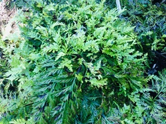 Asplenium × lucrosum