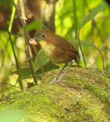 Grallaria flavotincta