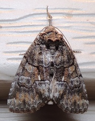 Chytonix sensilis