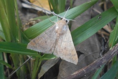 Ophisma