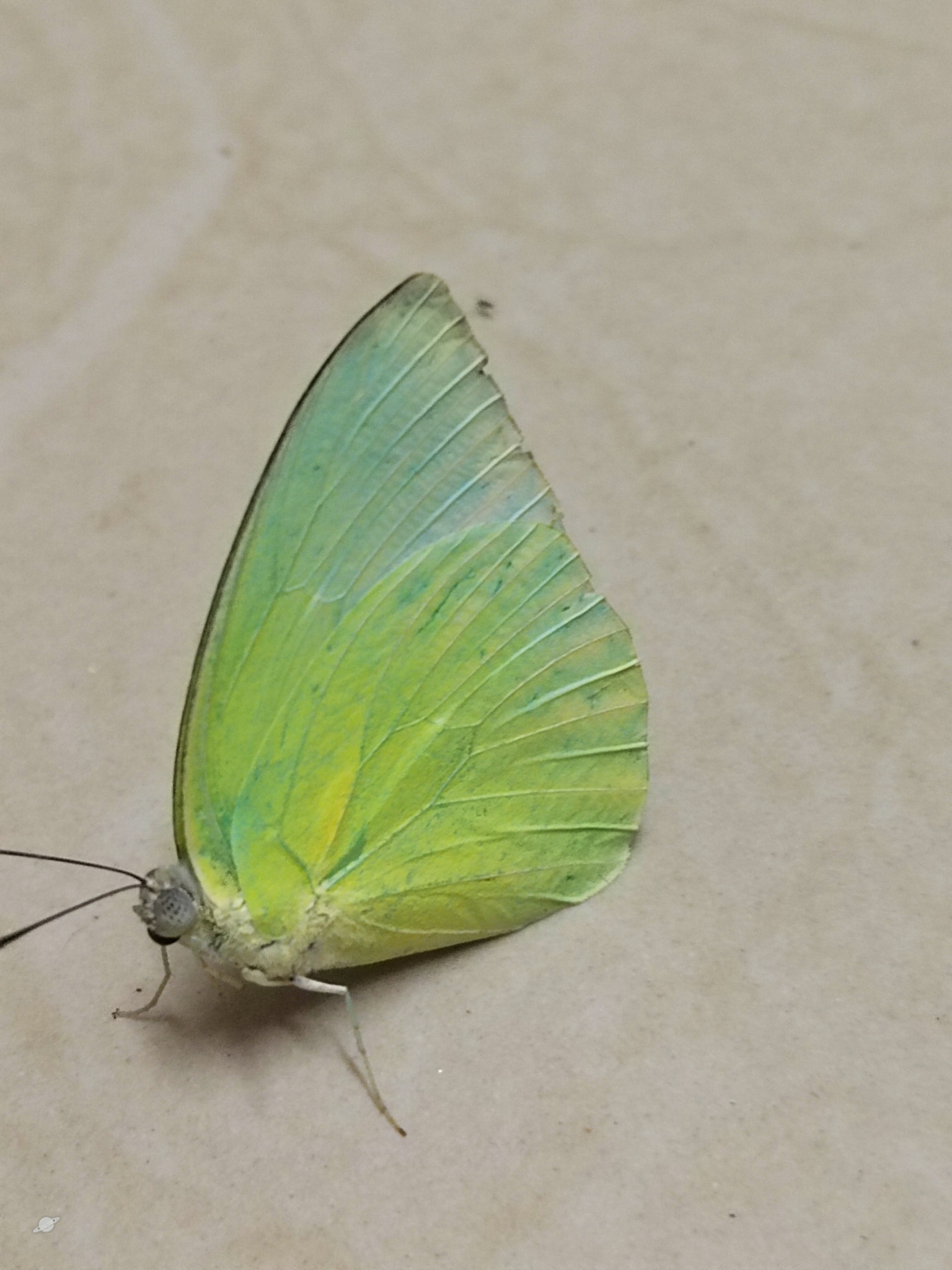Lemon Emigrant