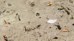 Tubuca coarctata