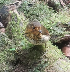 Grallaricula flavirostris