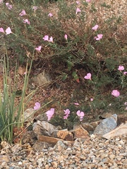 Magnoliopsida