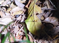 Austroargiolestes aureus