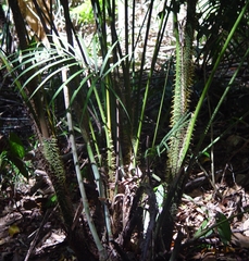Calamus moti