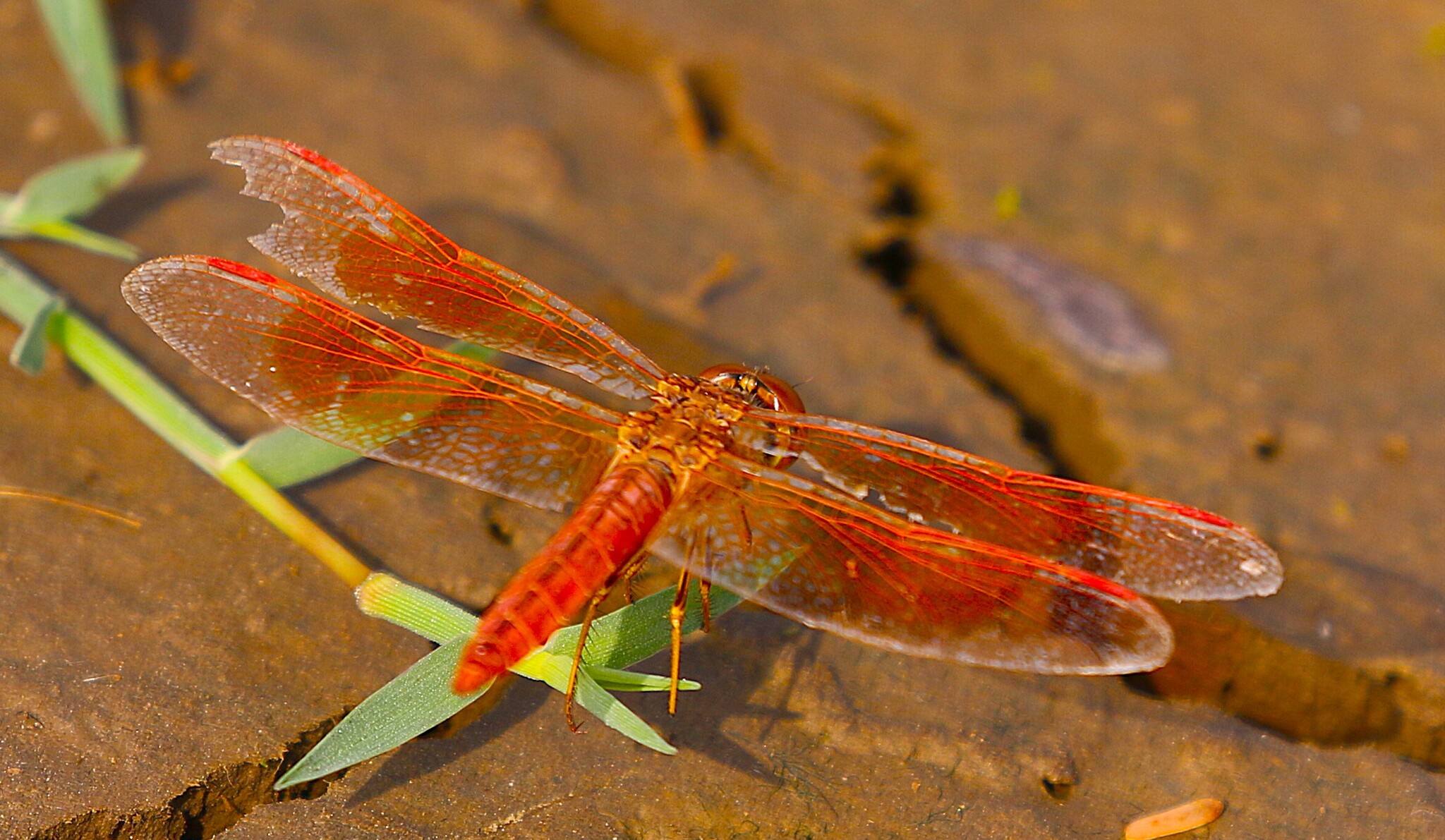 Ditch Jewel