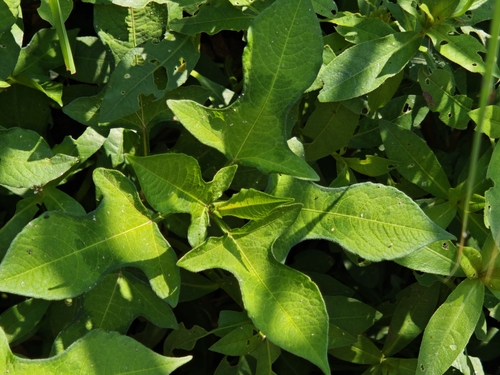 Persicaria thunbergii iNat (3)