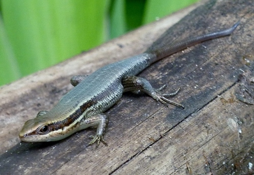 Eutropis indeprensa