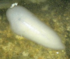 Notoplanidae