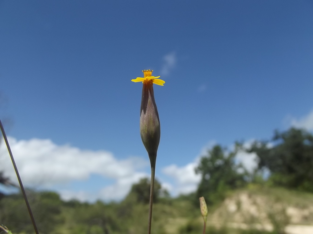 Tagetes subulata