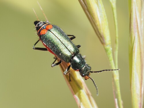 Common Malachite-beetle photo 6
