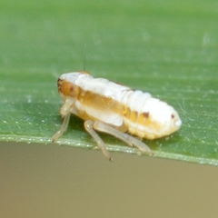 Liburniella ornata