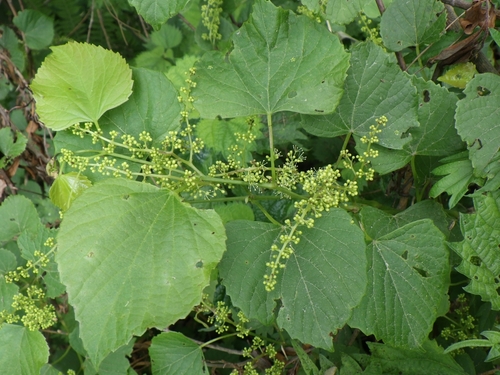Vitis flexuosa observed 2025-06-10