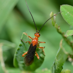 Rogadinae