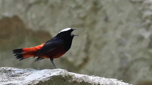White-capped Redstart (Phoenicurus leucocephalus), photo 5