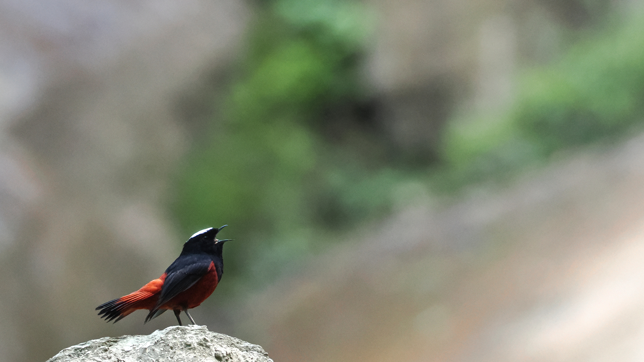 White-capped Redstart
