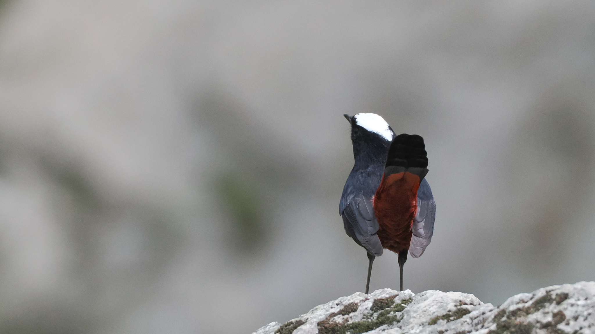 White-capped Redstart