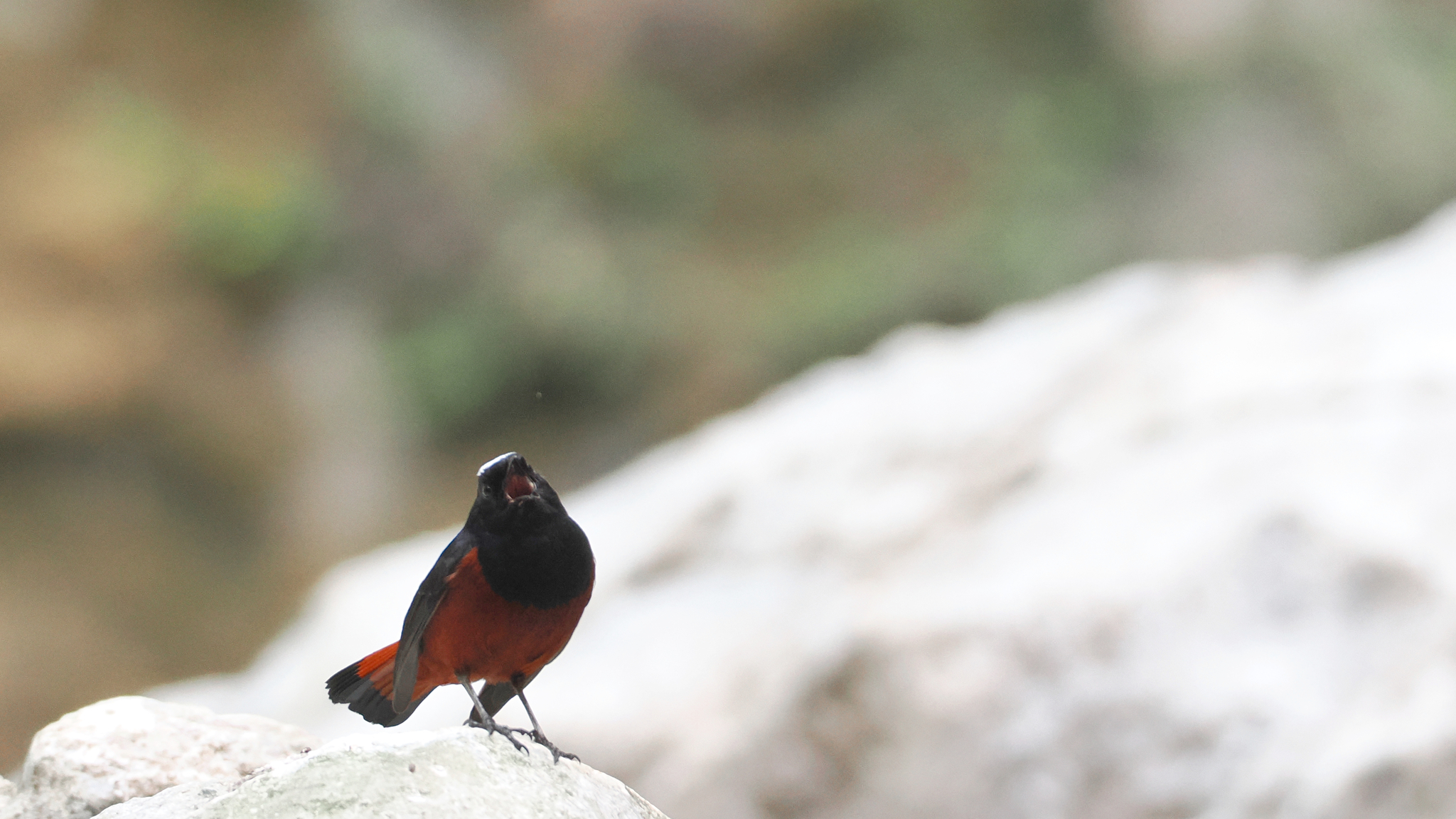 White-capped Redstart