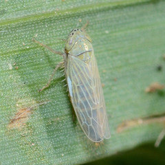 Graminella nigrifrons