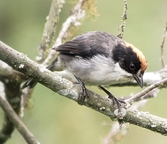 Atlapetes leucopterus